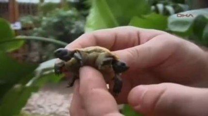 Découvrez une tortue à deux têtes en vidéo