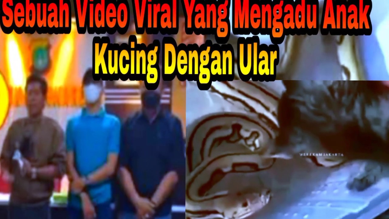 Seorang Remaja Dengan Sengaja Menganiaya Anak Kucing Liar Dengan Mengadu Anak Kucing Dengan Ular MilikNya  video tersebut Viral Dimedia Sosial