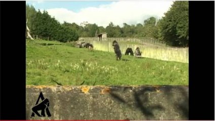 Un gorille star d'un zoo depuis qu'il marche comme un bipède