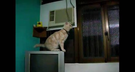 Ce chat se casse la figure en voulant sauter !