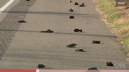 La Suède et les Etats-Unis touchés par des pluies d'oiseaux morts