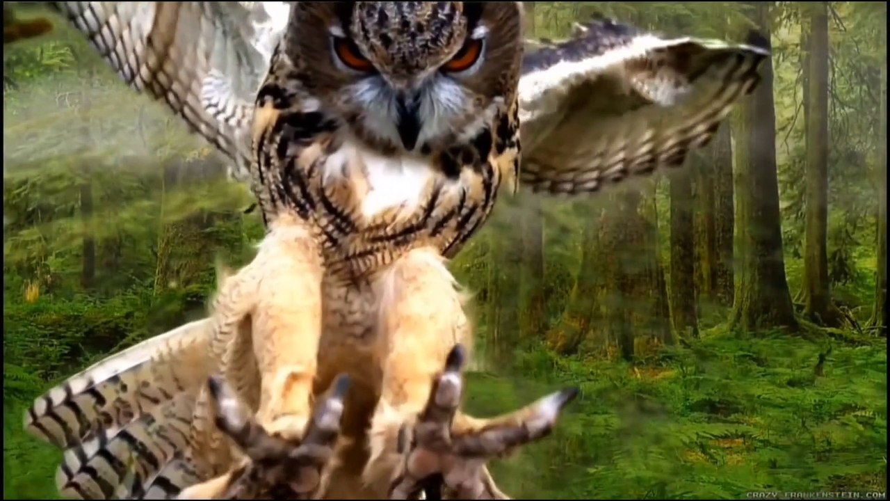 animals and birds     ||viral