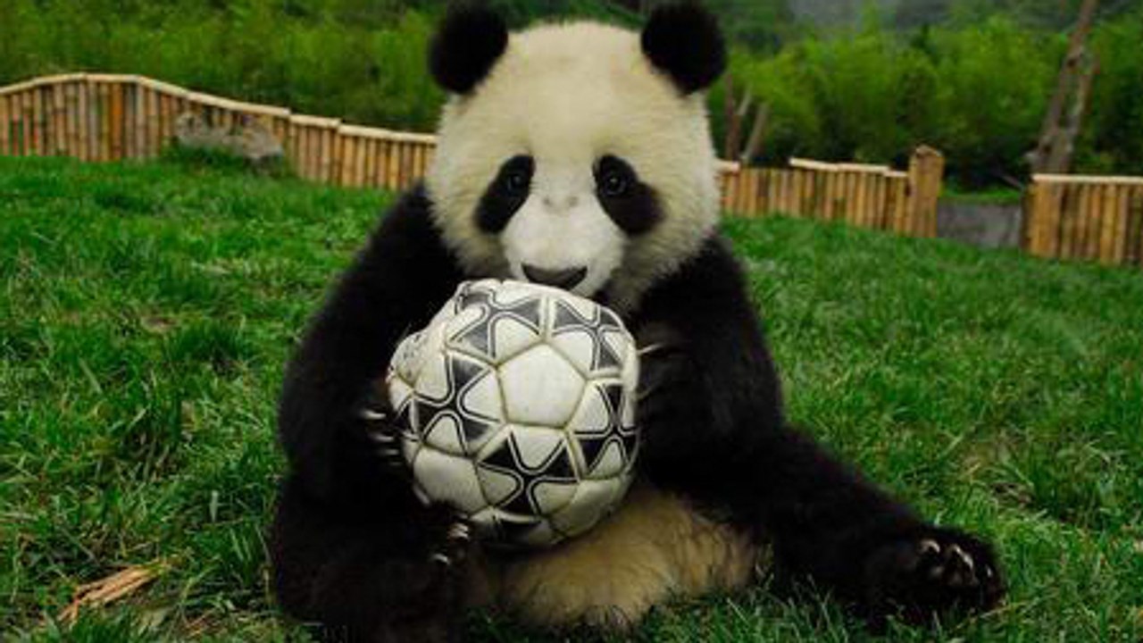 Coupe du monde 2014 : Fini Paul le Poulpe, découvrez les pandas devins