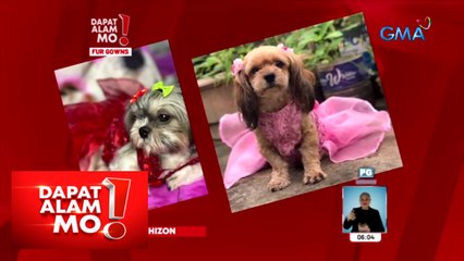 Dapat Alam Mo!: Gowns na gawa para sa mga aso, perfect outfit for rampa!