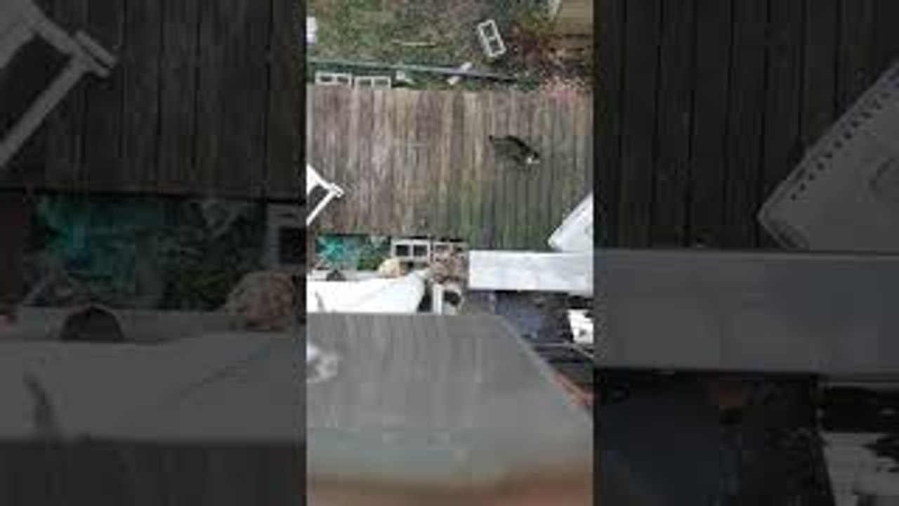 Cat Has Private Elevator