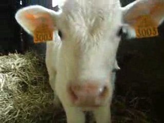 Les vaches
