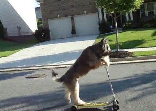 Ce chien est un vrai pro de la trottinette