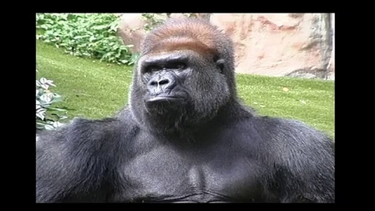 Les animaux font leur cirque part.2: La Guerre, Pourquoi? #humour #shorts