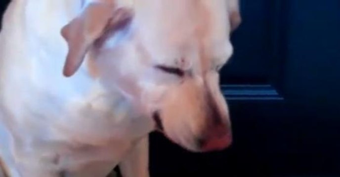 La tête de ce chien suffit à prouver sa culpabilité