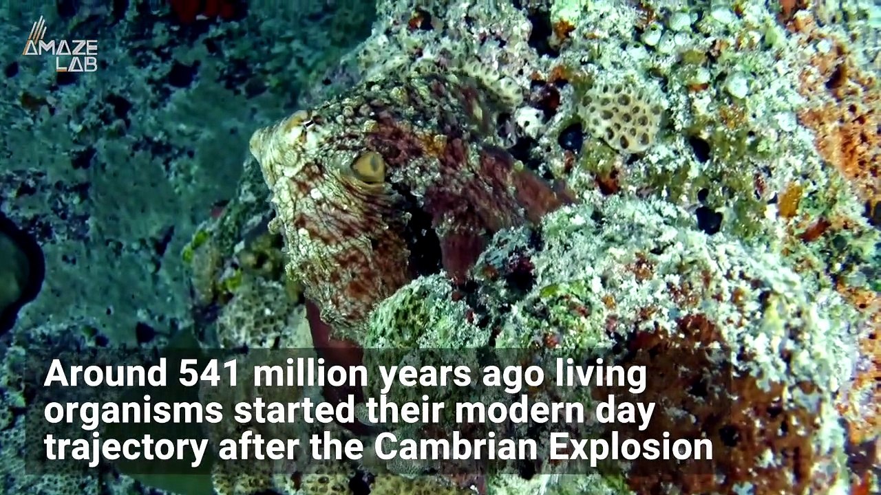 Earth’s Cambrian Explosion of Life Also Had an Affect On Our Planet’s Insides