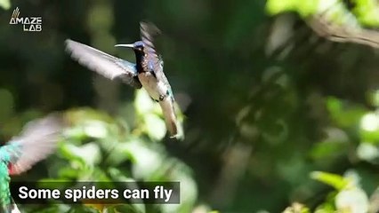 Some Spiders May Be Able to Fly Using Only Their Web and a Bit of Electric Charge