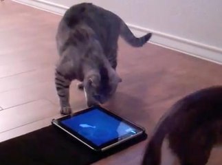 Découvrez les jeux sur iPad pour chats!