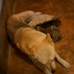 Une chienne adopte deux bébés tigres!