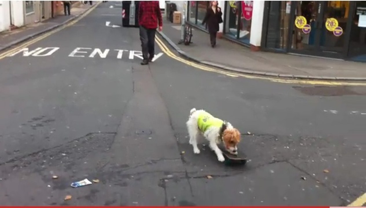 Bodhi, le chien qui fait du skateboard, condamné
