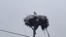 Çanakkale'ye ilk gelen leyleğin başına lapa lapa kar yağdı