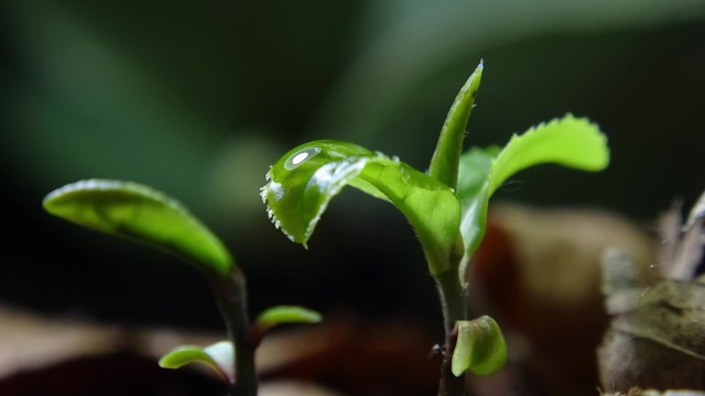 Photosynthèse : comment les plantes vertes produisent-elles de l’oxygène ?