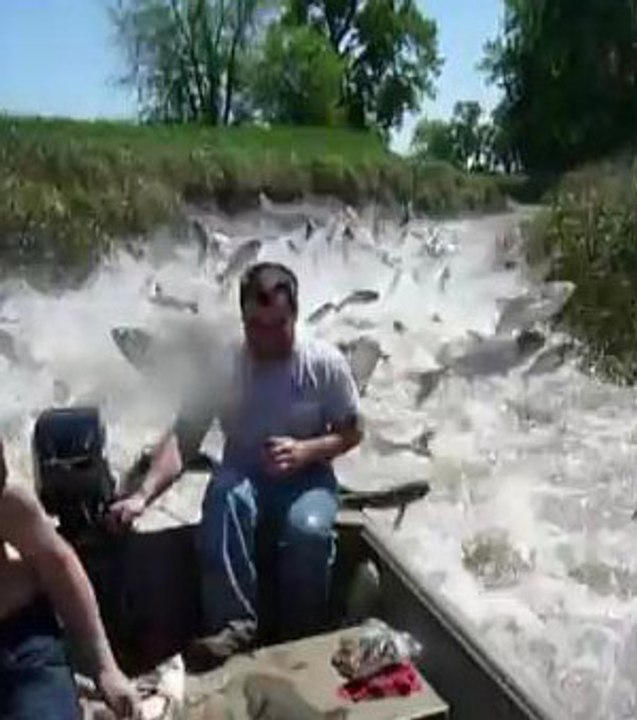 Des carpes attaquent une famille américaine