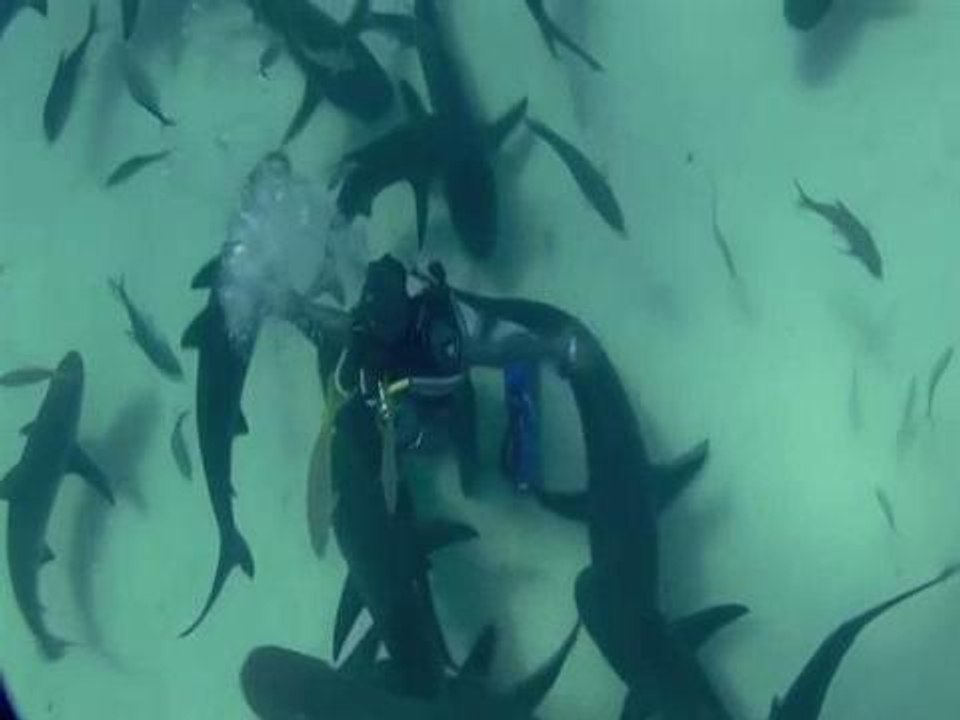 Renowned diver dances with sharks