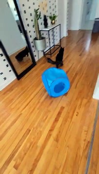 Quand le chat entend le distributeur de croquettes