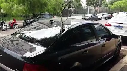 Galho seco quebra e caiu em cima de para-brisas de veículo no Centro