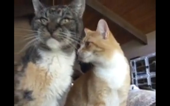 Visitez le refuge pour 700 chats en vidéo