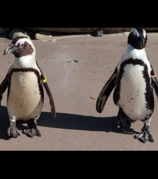Ces deux manchots gays posent problème au zoo de Toronto
