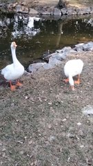 Goose  Video By Kingdom of Awais