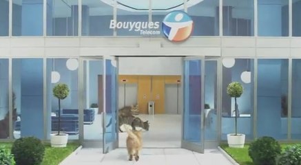 Les Chatons Télécom de Bouygues débarquent