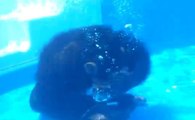 Ce chimpanzé fait de la plongée sous-marine