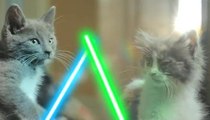 Ces chats se battent avec des sabres laser