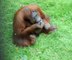 Cette femelle orang-outan était accro à la nicotine