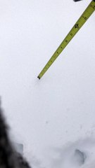 Playful Cat Makes Measuring Impossible