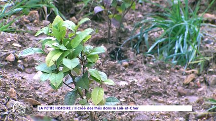 Le Grand Talk - 10/03/2022 - 1/3 - Il créé des thés dans le Loir-et-Cher