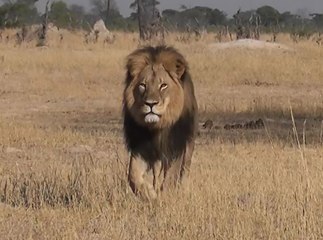 Cecil, le lion le plus célèbre du monde, retrouvé abattu