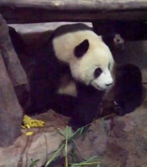 Ce panda est sans pitié pour son congénère