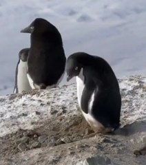 Un manchot filmé en plein vol de cailloux !