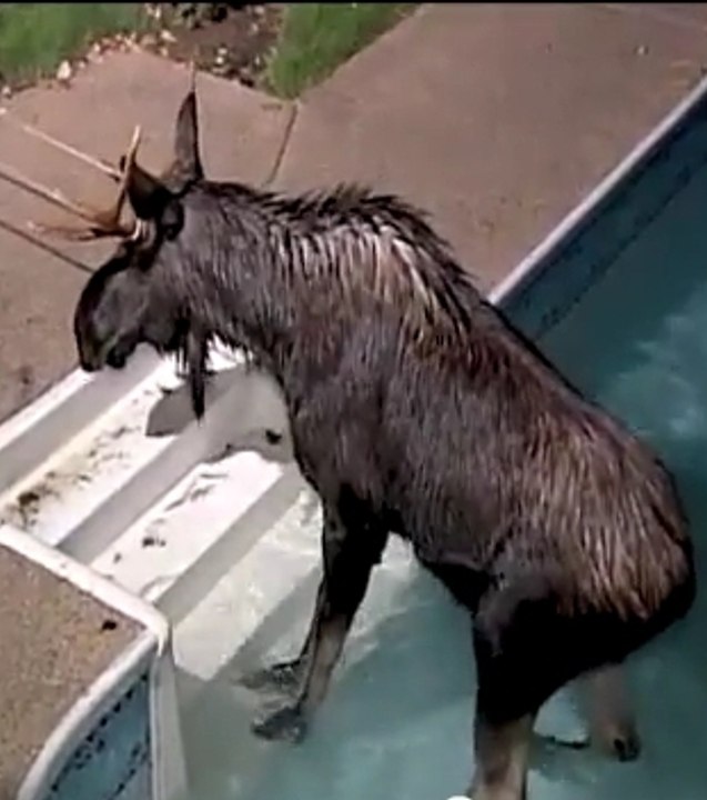 Un élan tombé dans une piscine !