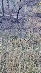 इलाके को लेकर रणथम्भौर में फिर हुई जंग