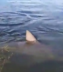 Un terrain de golf infesté de requins !