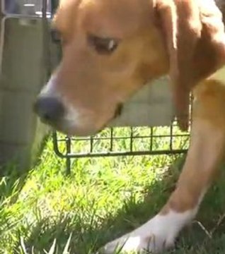 Ces chiens de race Beagles découvrent la liberté !