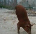 Ce cochon ne marche que sur deux pattes