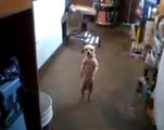 Ce chien danse la salsa comme personne