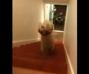 Ce chien dégringole les escaliers sur deux pattes