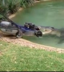 Ce crocodile veut manger une tondeuse à gazon