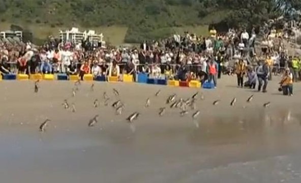 Nouvelle-Zélande: Des manchots pygmées relâchés en mer