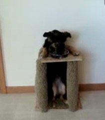 Bella, le chien obligé de manger debout