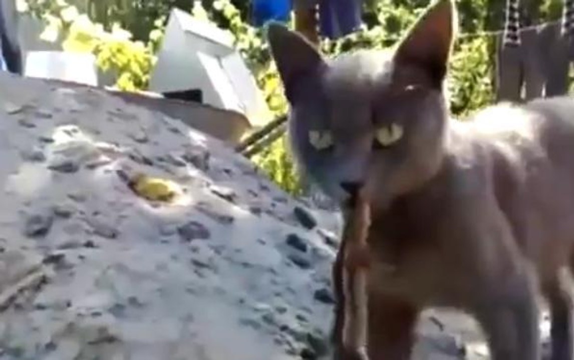 Ce chat a un lézard pendu au bout de sa langue