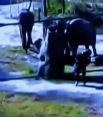 Elle rentre dans la fosse aux éléphants au zoo de Los Angeles