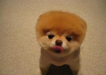 Le chien le plus mignon du monde se lance dans le commerce