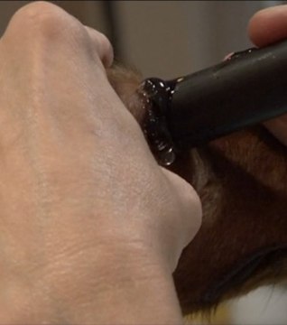 Découvrez les lentilles de contact pour animaux